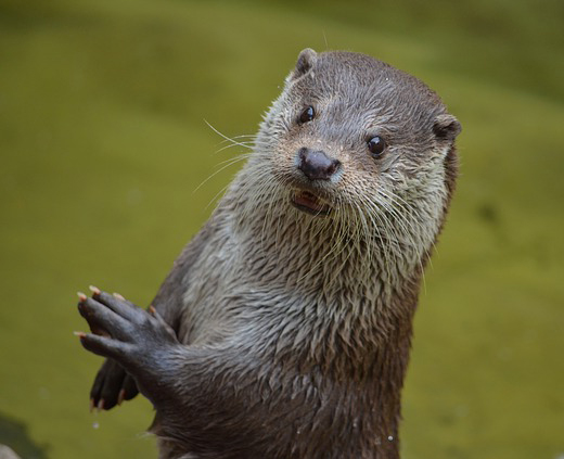 Otters live in Uig